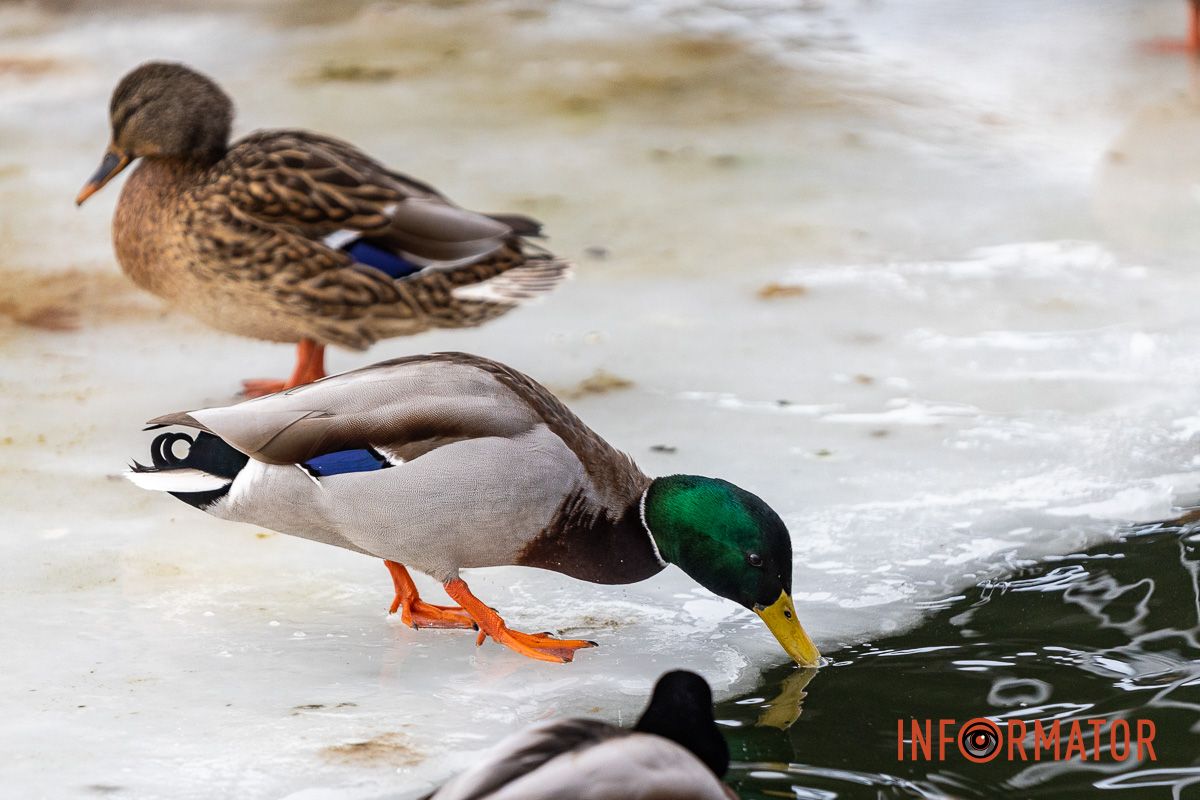 Сотні качок у центрі Дніпра: що відбувається у парку Глоби 27