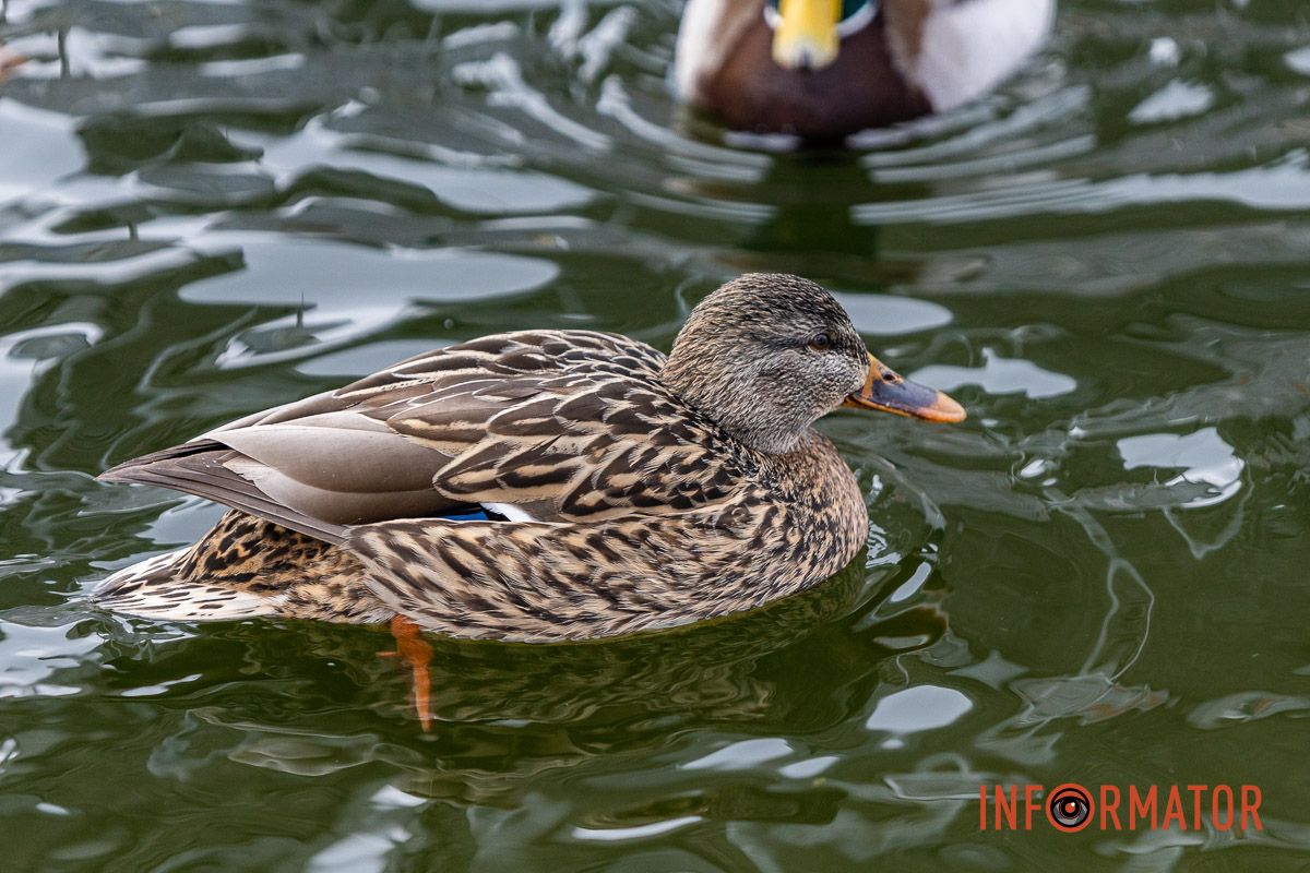 Сотні качок у центрі Дніпра: що відбувається у парку Глоби 28