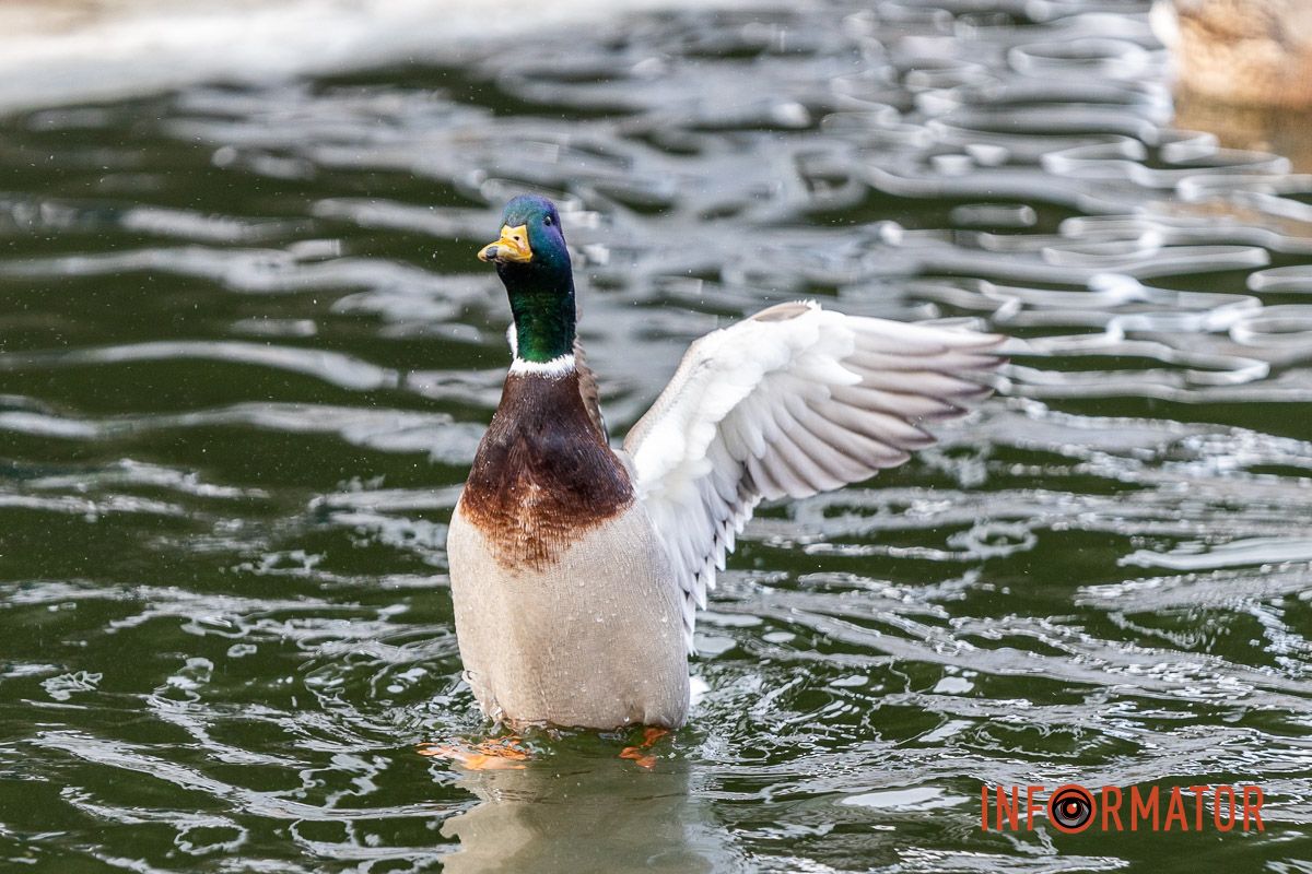 Сотні качок у центрі Дніпра: що відбувається у парку Глоби 29