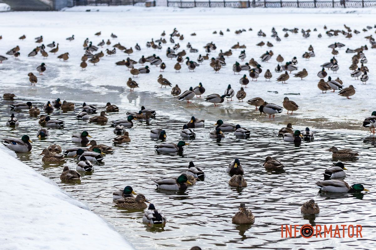 Сотні качок у центрі Дніпра: що відбувається у парку Глоби 32