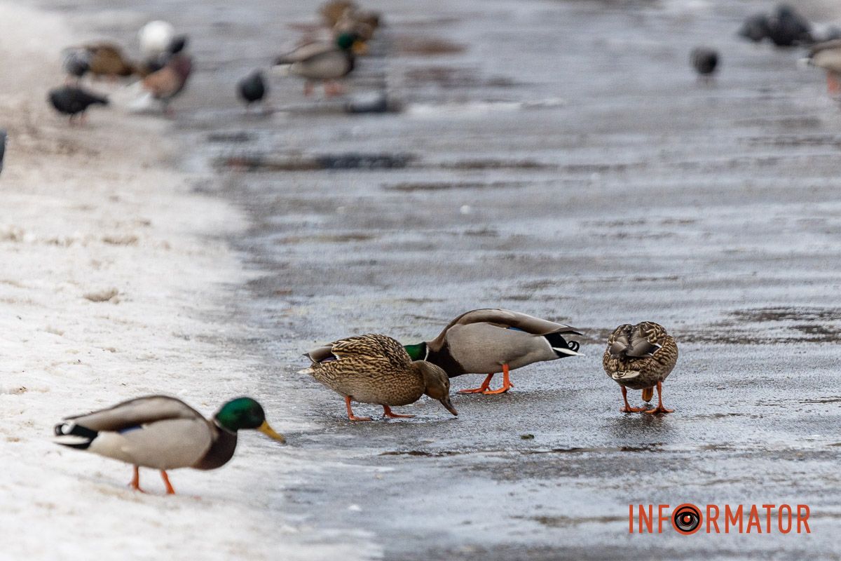 Сотні качок у центрі Дніпра: що відбувається у парку Глоби 33