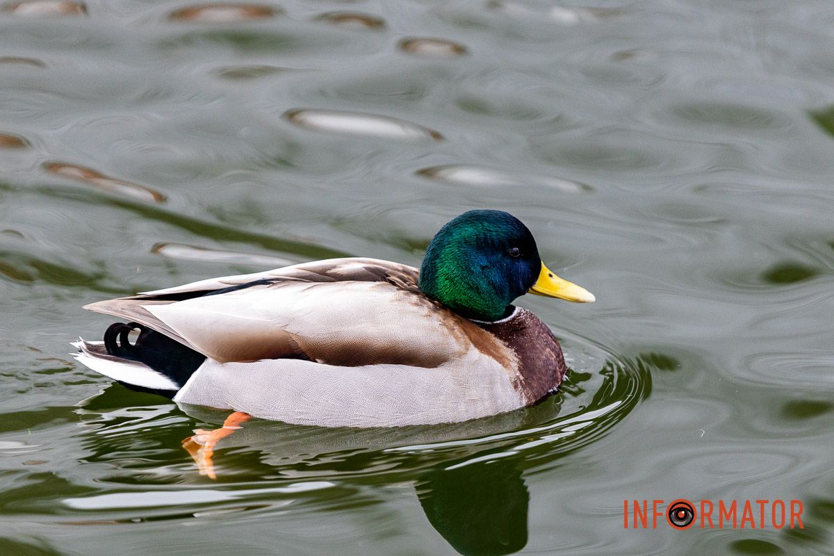 Сотні качок у центрі Дніпра: що відбувається у парку Глоби 35