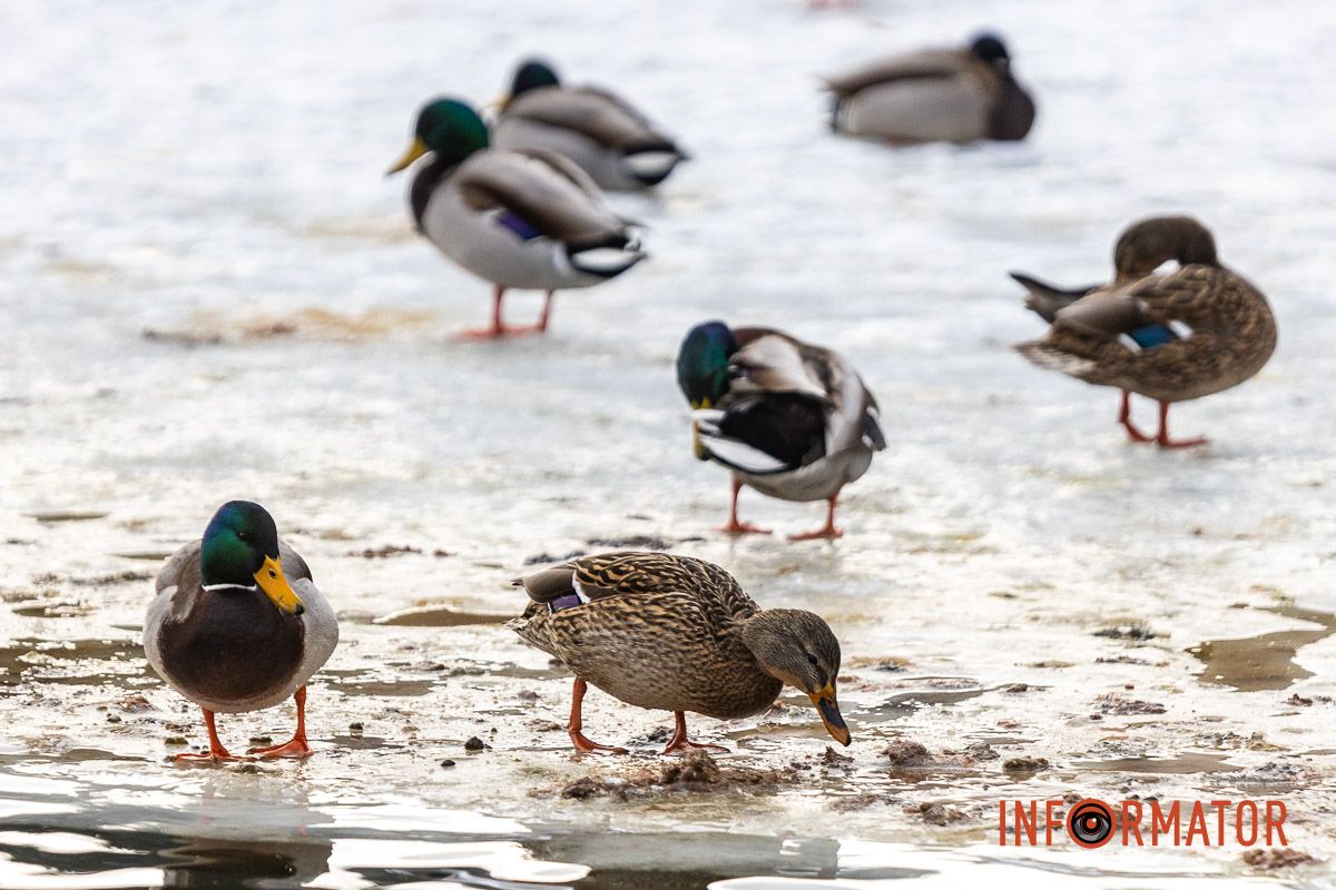 Сотні качок у центрі Дніпра: що відбувається у парку Глоби 36