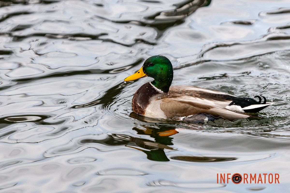 Сотні качок у центрі Дніпра: що відбувається у парку Глоби 37