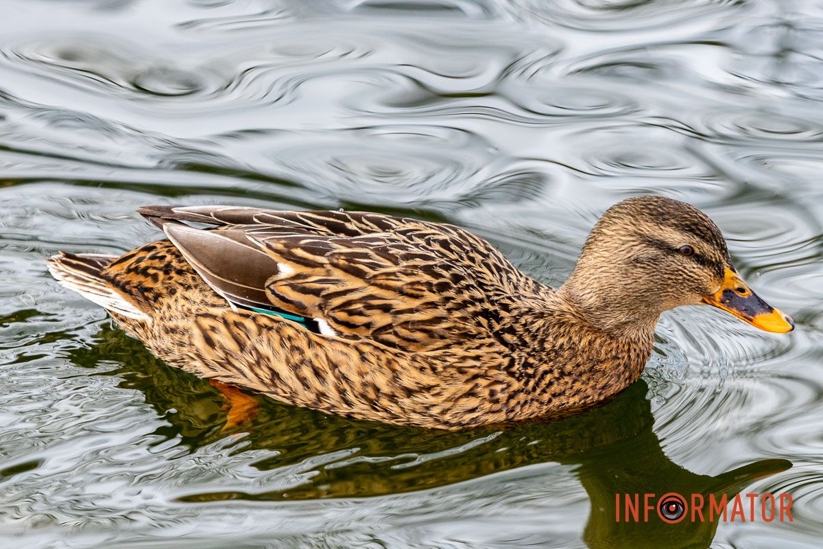 Сотні качок у центрі Дніпра: що відбувається у парку Глоби 38