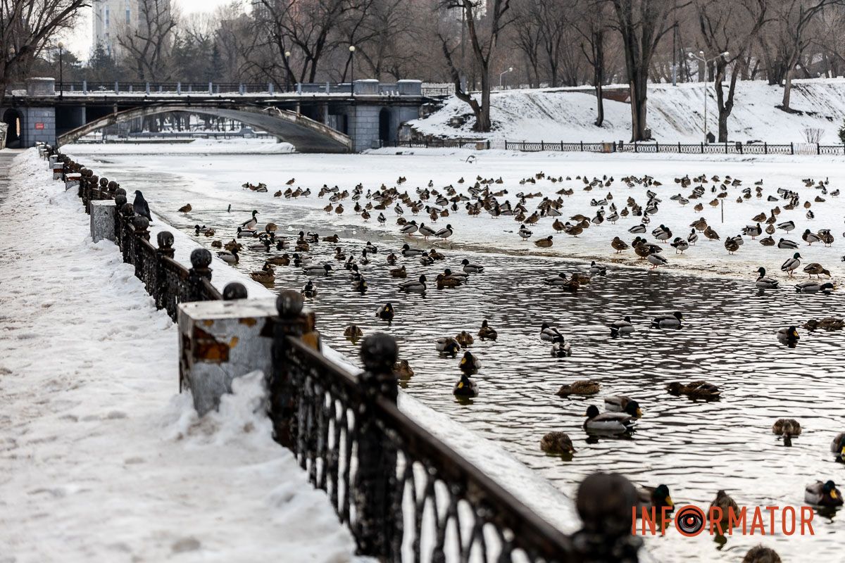Сотні качок у центрі Дніпра: що відбувається у парку Глоби 40