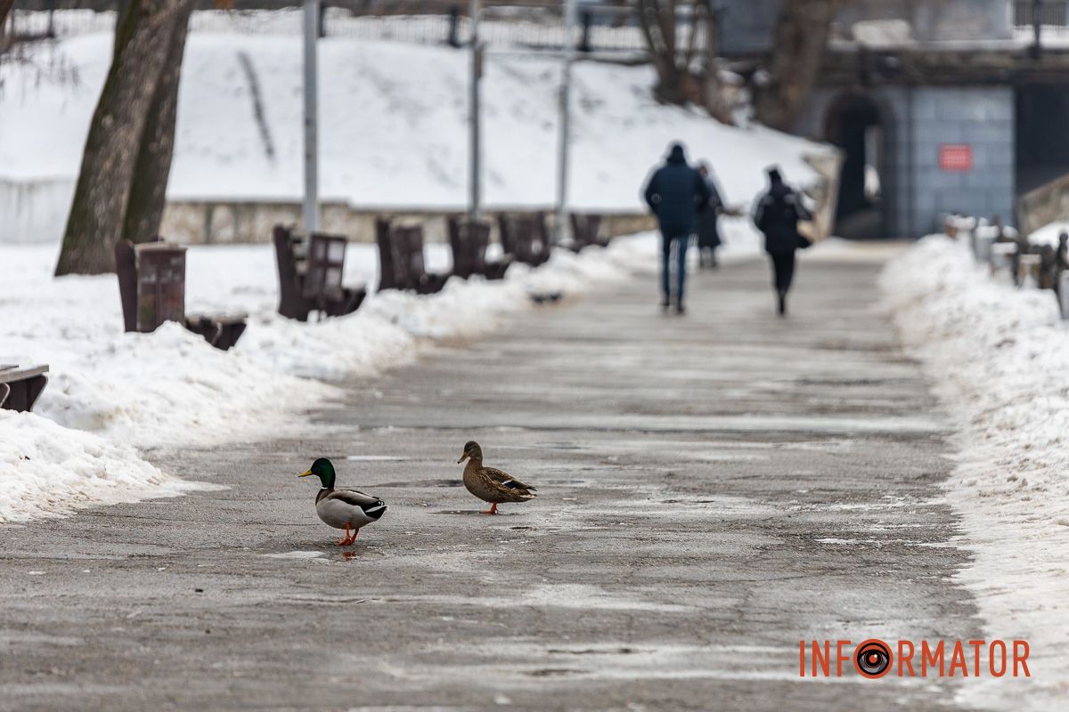 Сотні качок у центрі Дніпра: що відбувається у парку Глоби 39