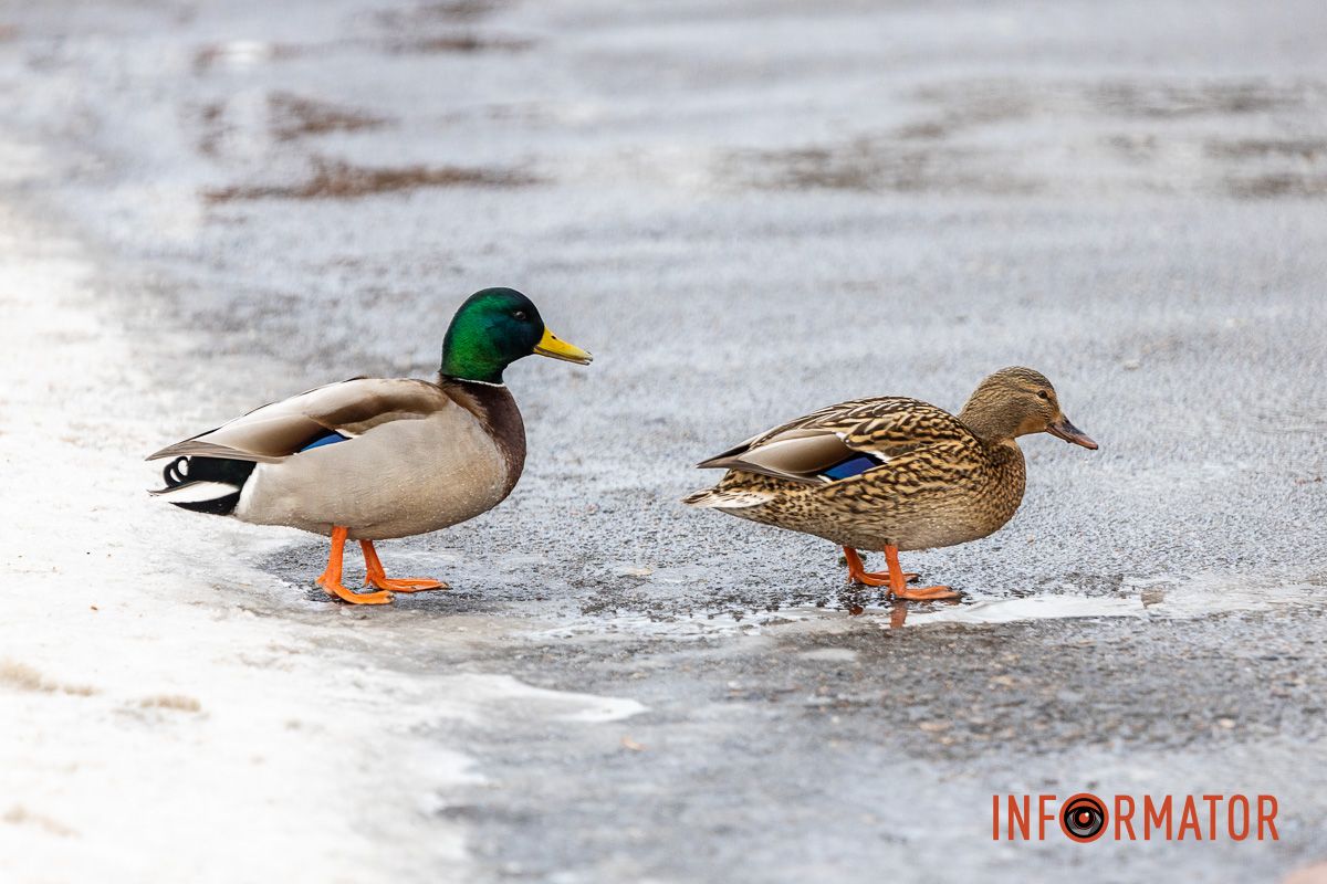Сотні качок у центрі Дніпра: що відбувається у парку Глоби 41