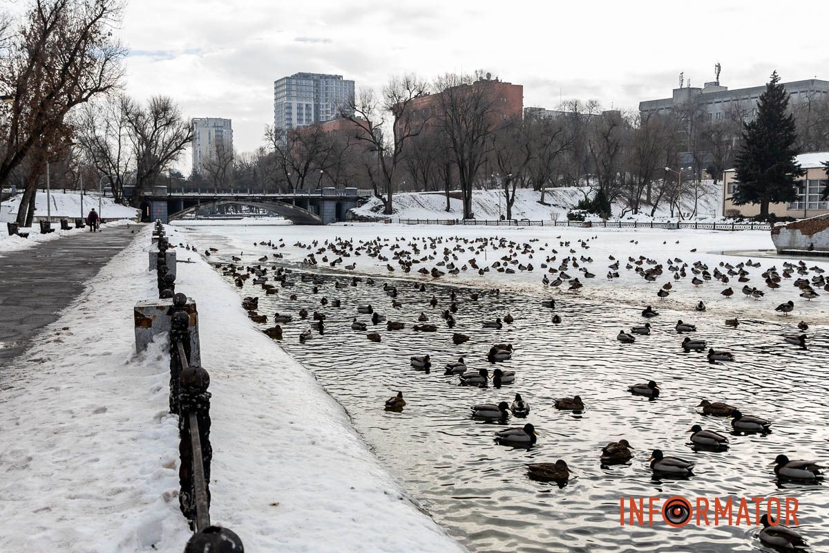 Сотні качок у центрі Дніпра: що відбувається у парку Глоби 42