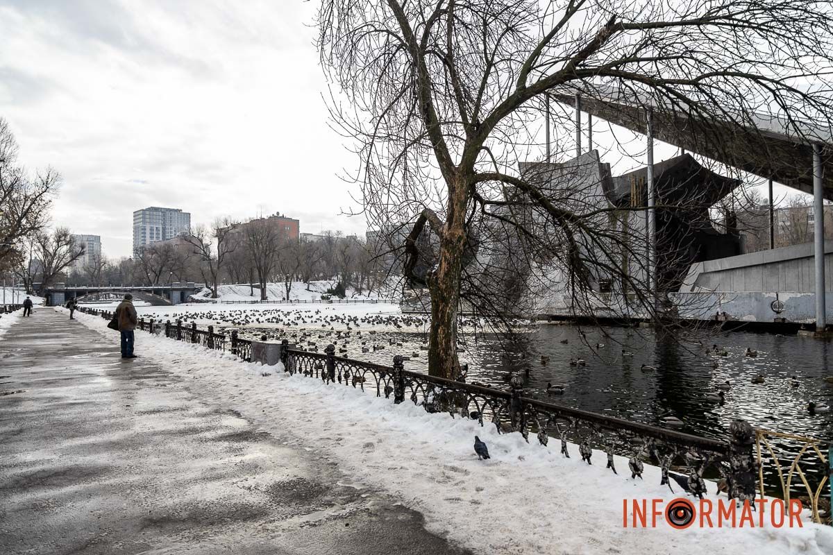 Сотні качок у центрі Дніпра: що відбувається у парку Глоби 43