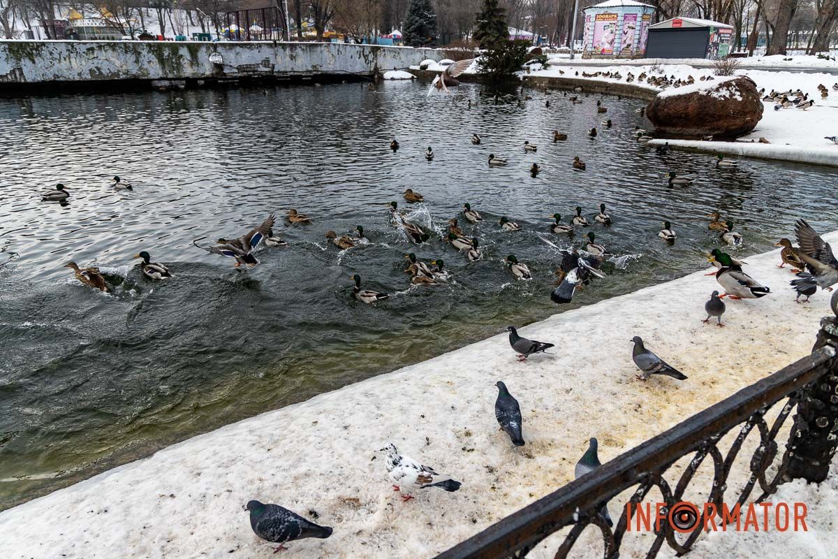 Сотні качок у центрі Дніпра: що відбувається у парку Глоби 44