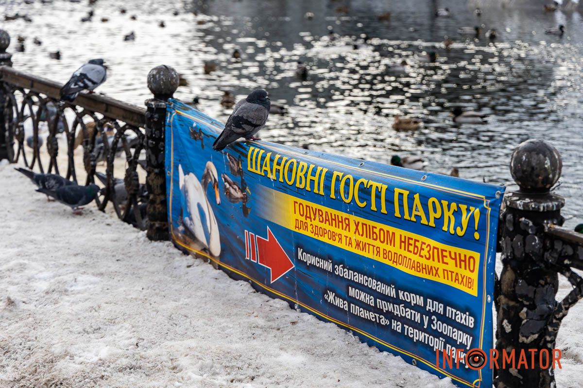 Сотні качок у центрі Дніпра: що відбувається у парку Глоби 45