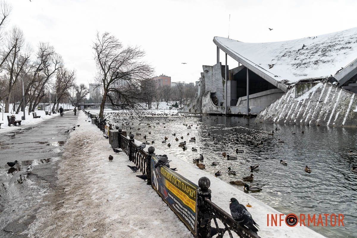 Сотні качок у центрі Дніпра: що відбувається у парку Глоби 46