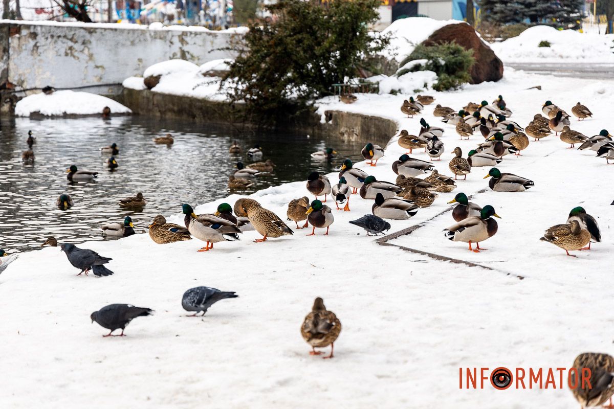 Сотні качок у центрі Дніпра: що відбувається у парку Глоби 47