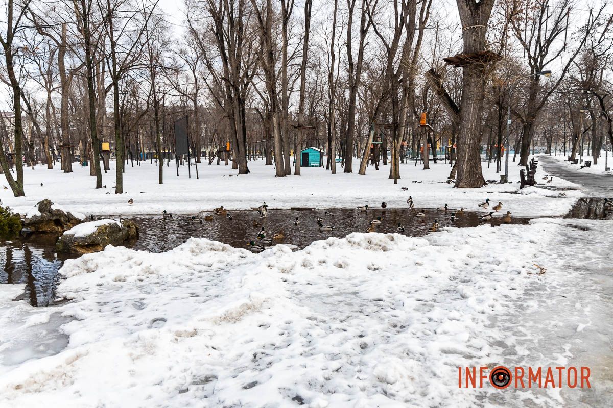 Сотні качок у центрі Дніпра: що відбувається у парку Глоби 48