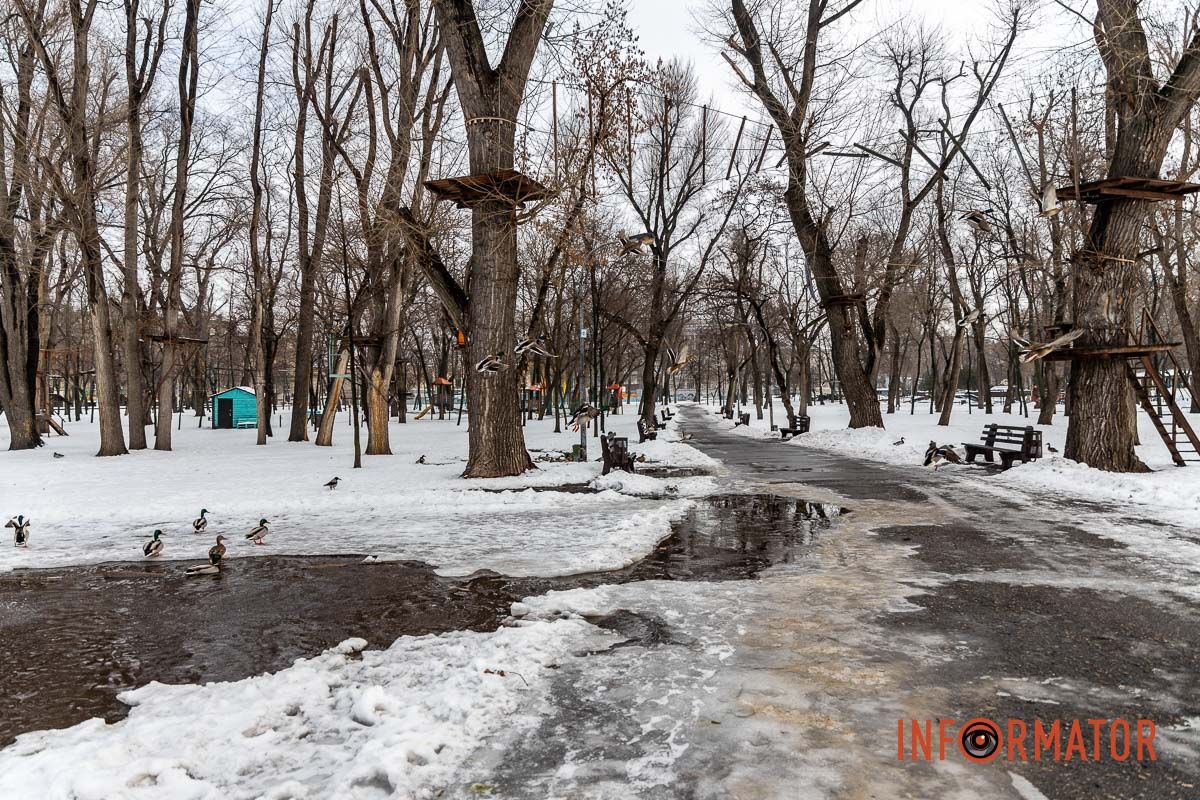 Сотні качок у центрі Дніпра: що відбувається у парку Глоби 49
