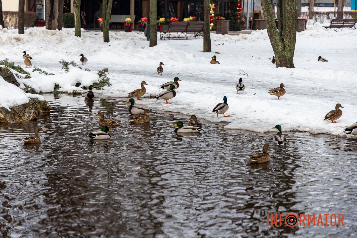 Сотні качок у центрі Дніпра: що відбувається у парку Глоби 50