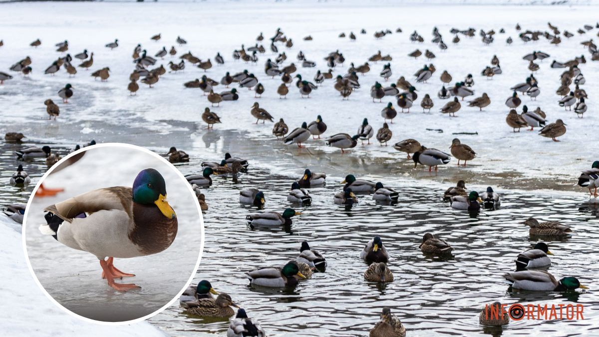 Сотні качок у центрі Дніпра: що відбувається у парку Глоби