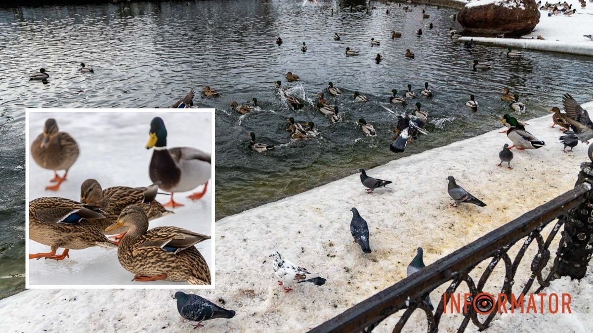 Погода на 1 февраля: в Днепре будет облачно