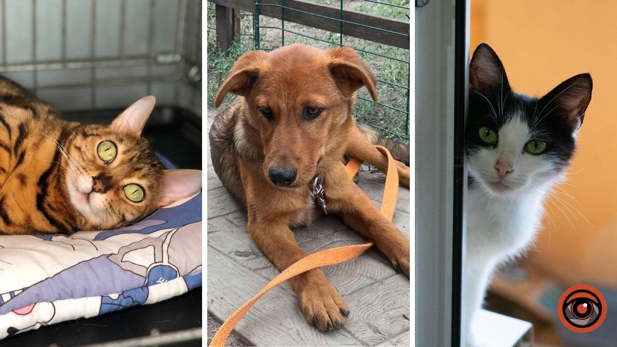 Каждому хвостику нужна семья: какие животные Днепра ищут теплый дом