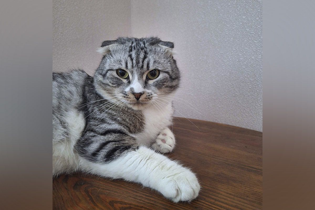 Димок Димок