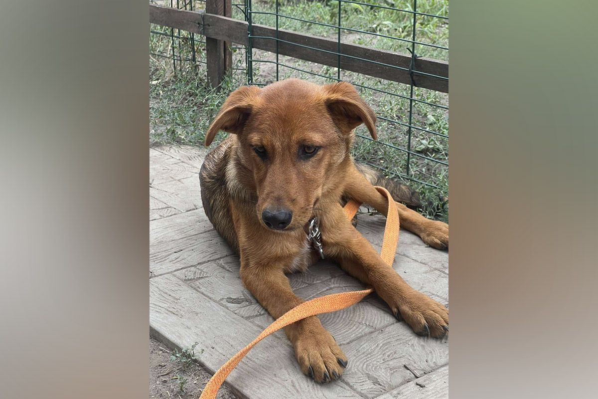 Барон Барон