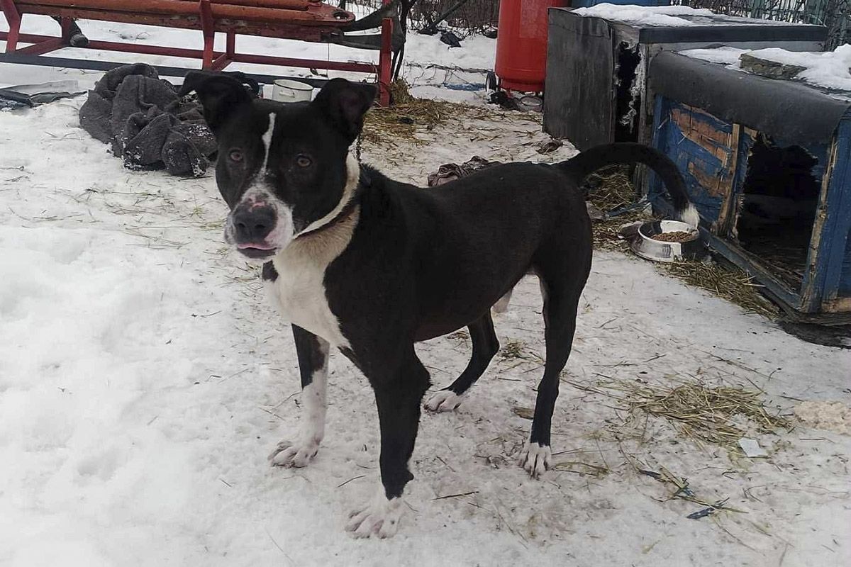 Песику потрібна нова сім’я Песику потрібна нова сім’я