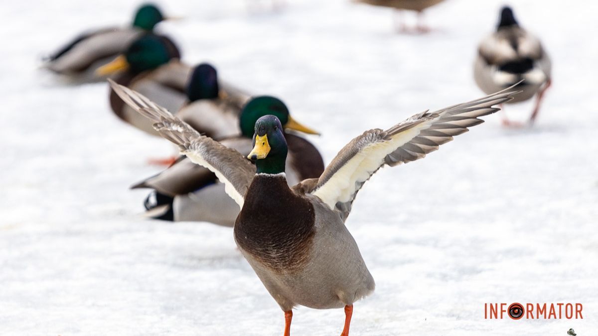 Погода на 2 лютого: у Дніпрі небо вкриють хмари