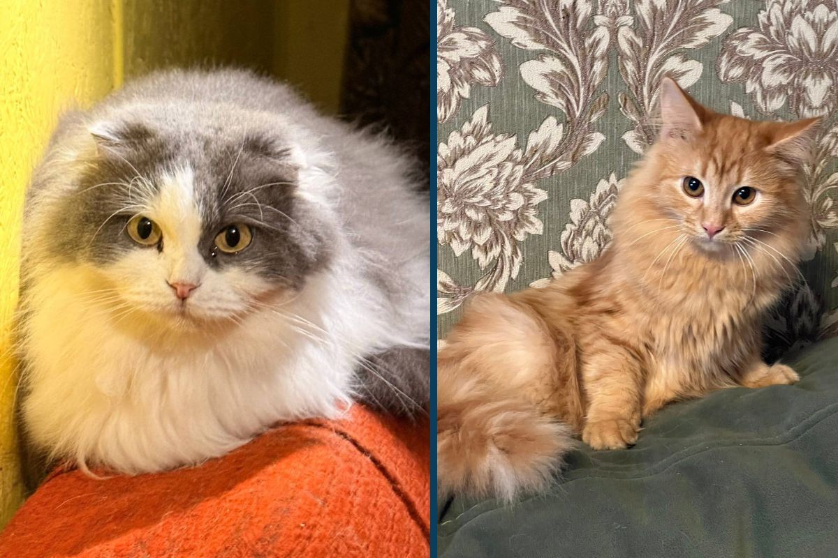 Мініпритулок "Промінчик надії" Ситенко 1