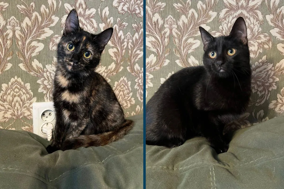 Можливо, вони чекаюсь саме на вас Ситенко 2