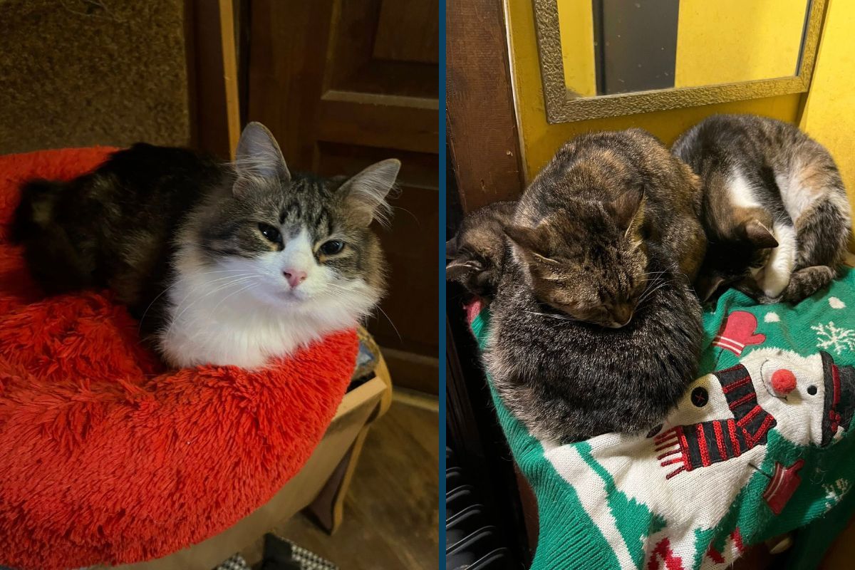 Вам потрібен вірний друг? Ситенко 4