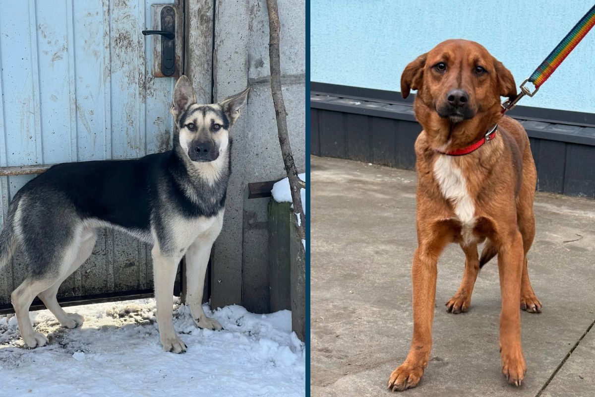 Тільки погляньте в ці оченята Ситенко 3