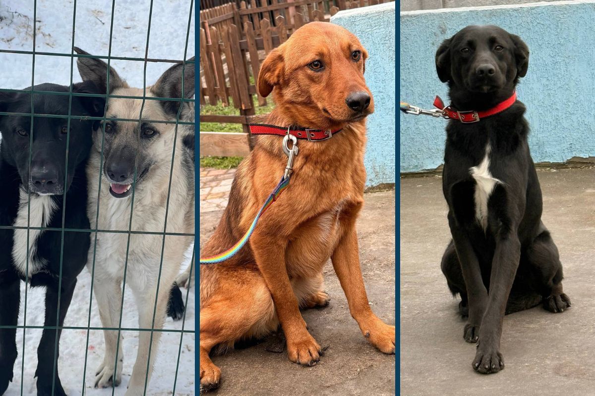 У пошуках тепла та турботи Ситенко 5