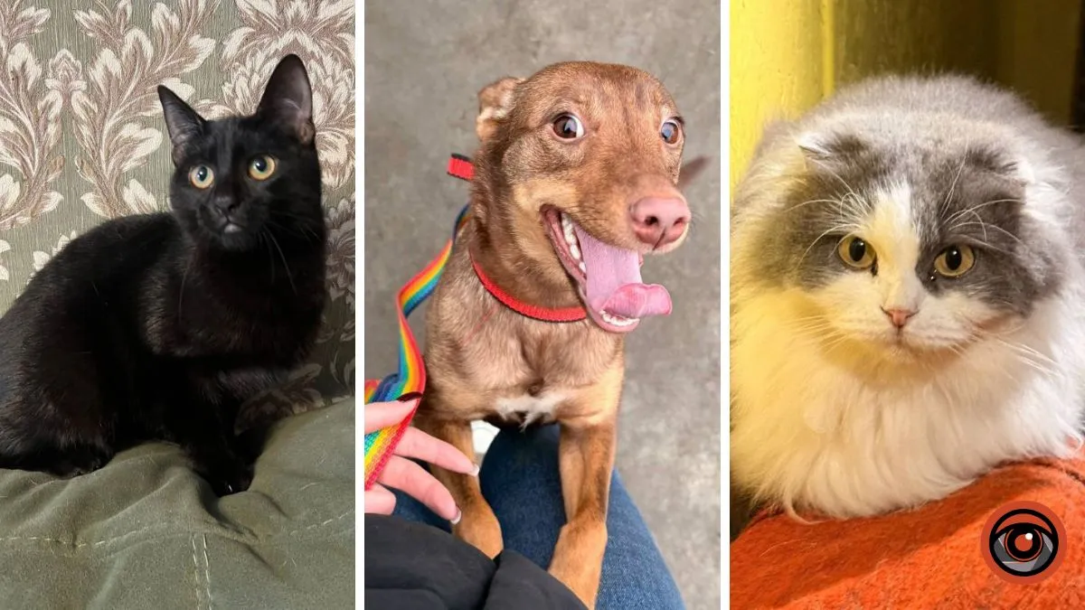 «Це їхній шанс жити»: потребує допомоги дніпровський притулок, в якому мешкають 85 хвостиків