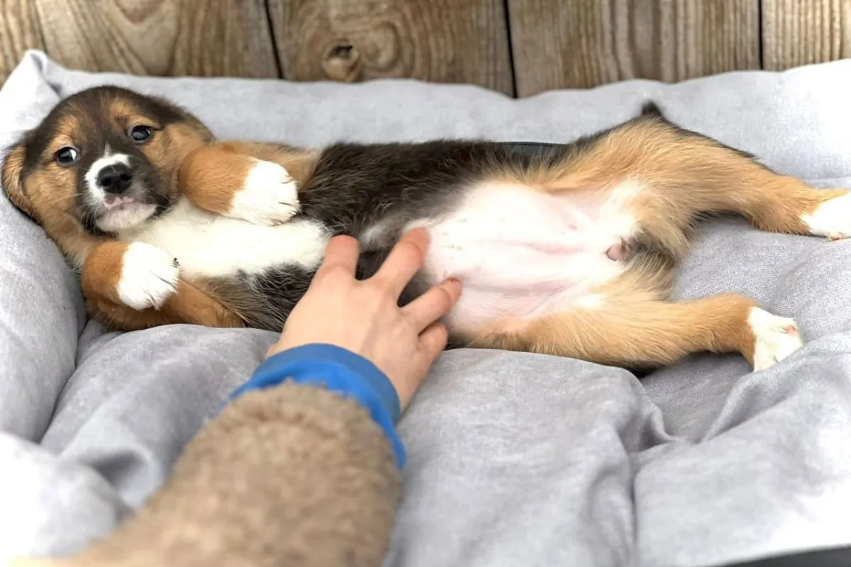 Як звучить тепло? Happy Paw і Мережа магазинів EVA зігріли 17 740 безпритульних тварин по всій Україні 2