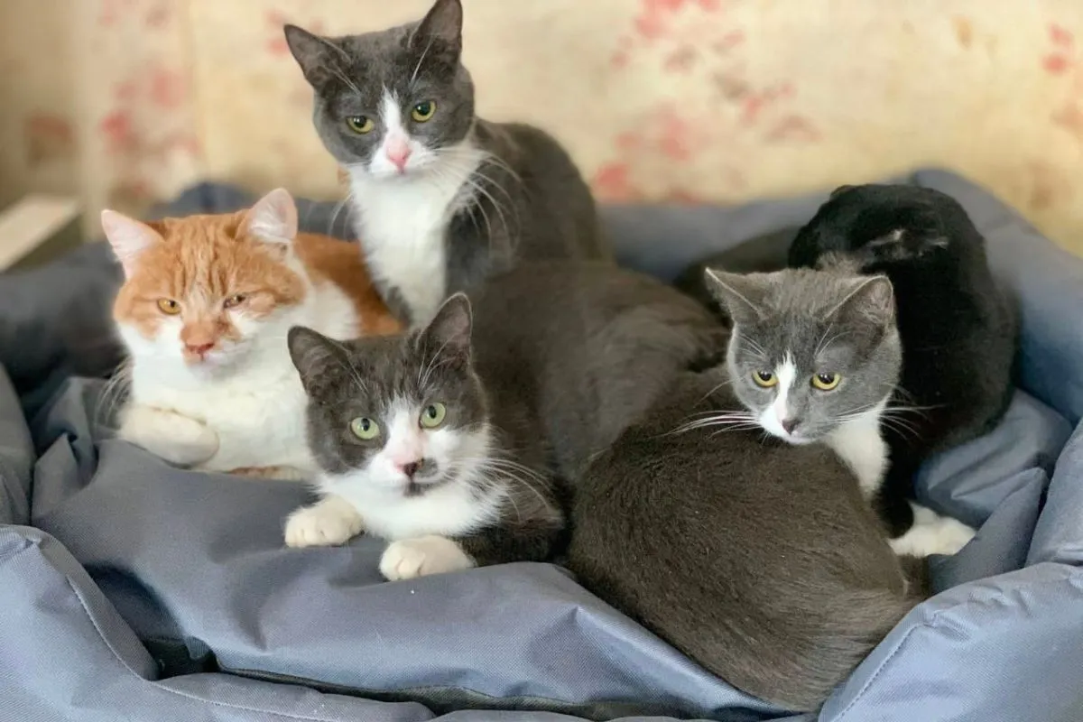 Як звучить тепло? Happy Paw і Мережа магазинів EVA зігріли 17 740 безпритульних тварин по всій Україні 4