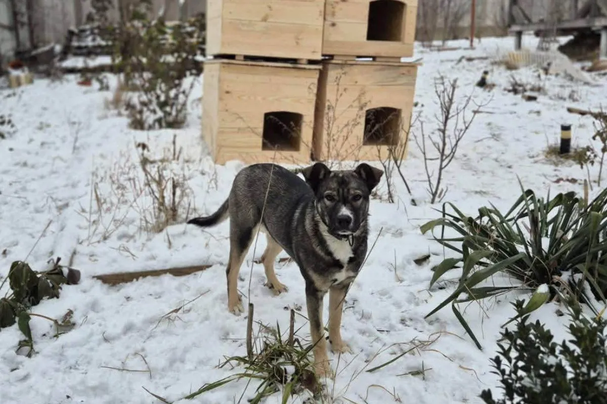 Як звучить тепло? Happy Paw і Мережа магазинів EVA зігріли 17 740 безпритульних тварин по всій Україні 8