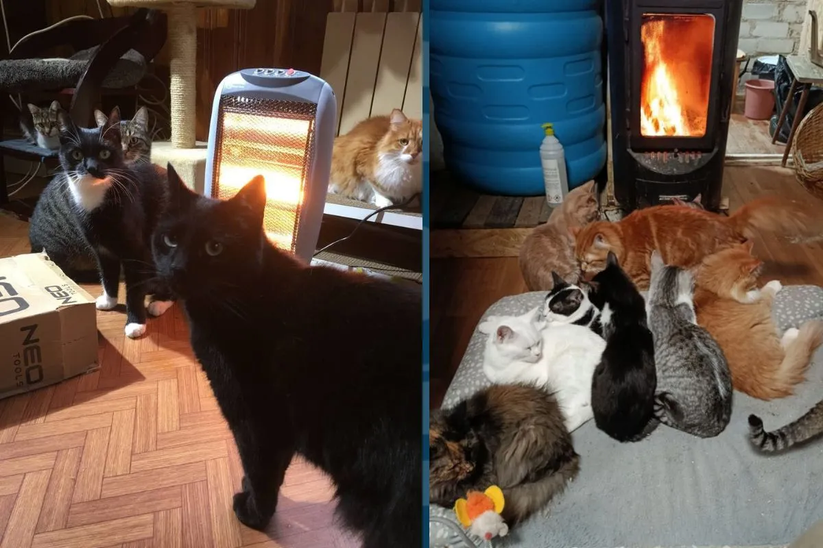 Як звучить тепло? Happy Paw і Мережа магазинів EVA зігріли 17 740 безпритульних тварин по всій Україні 1