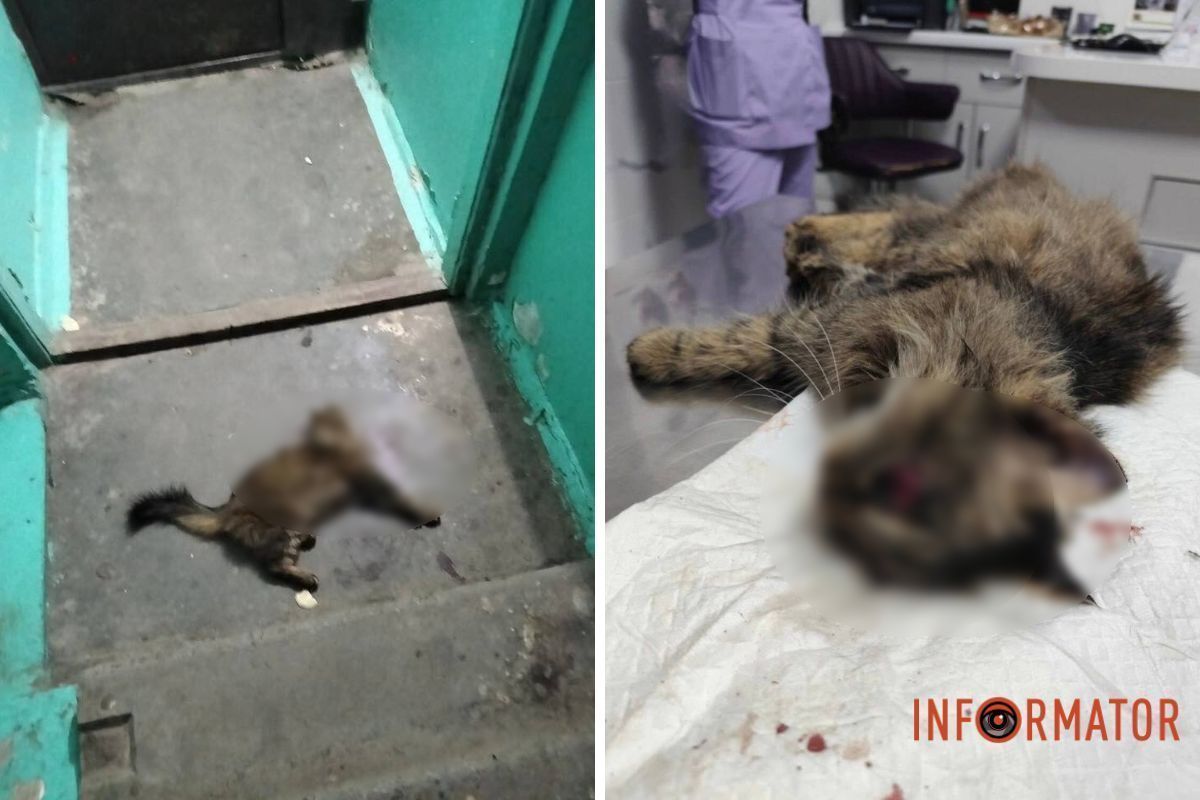 Пухнастик знаходиться у критичному стані Пухнастик знаходиться у критичному стані