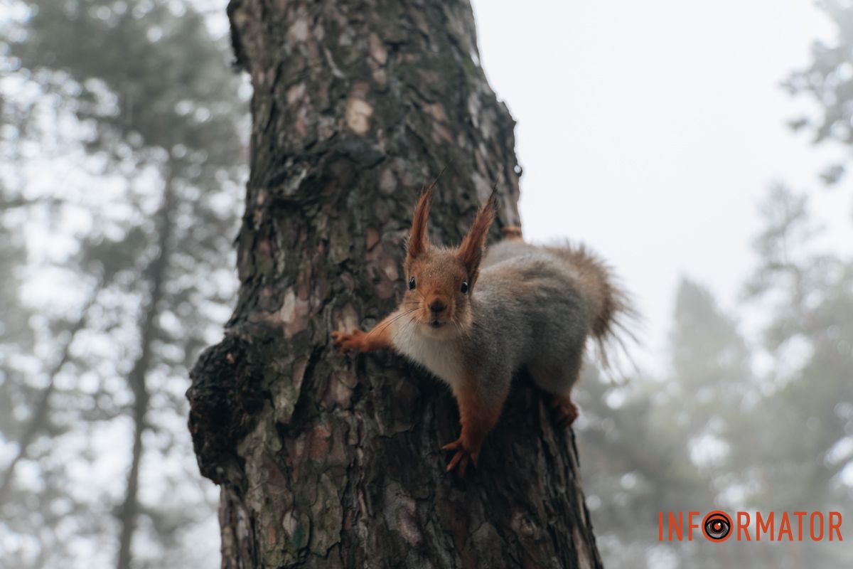 Білка зазирнула в кадр