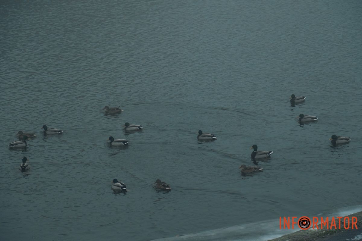 Класині качки