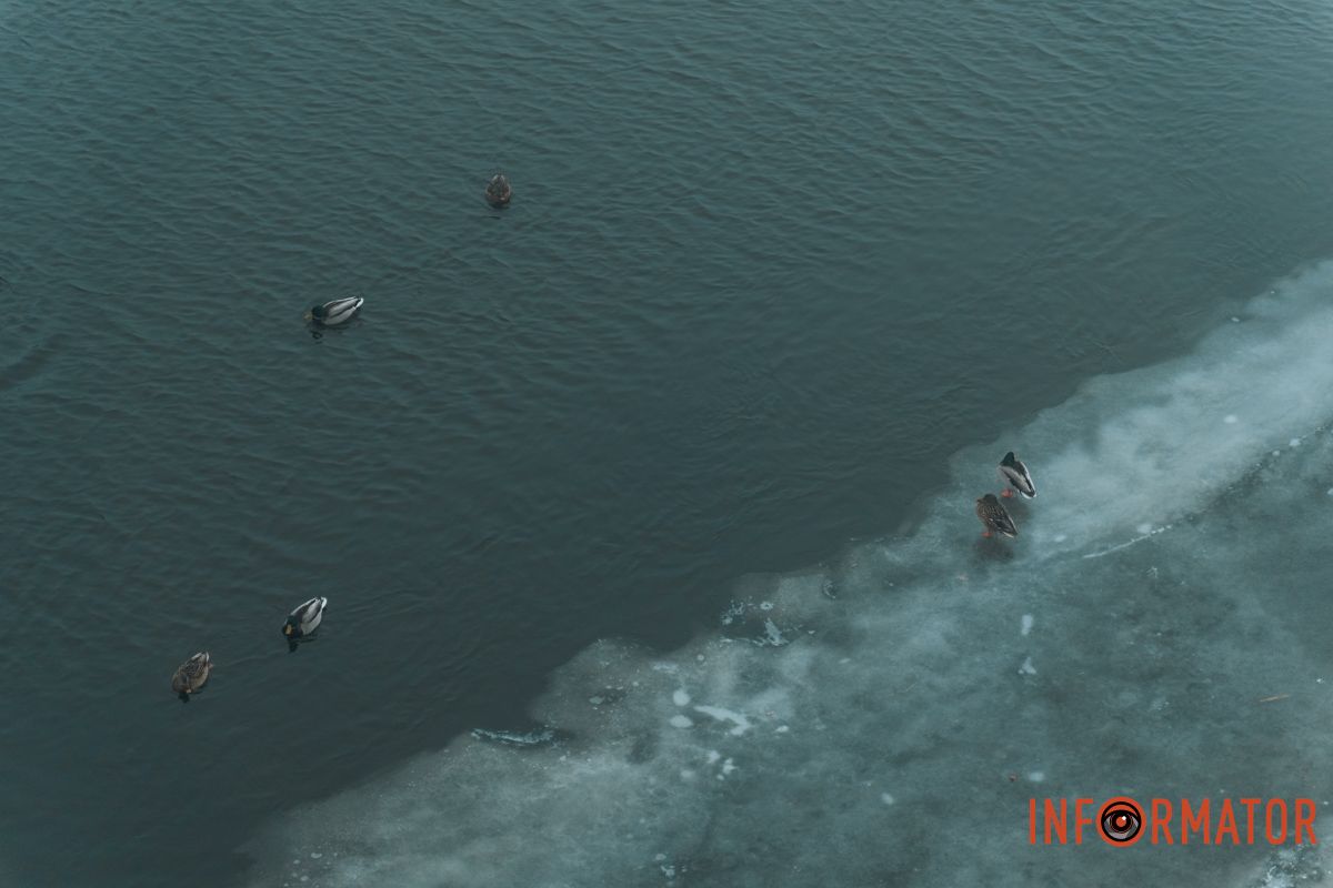 Улюблене місце качок