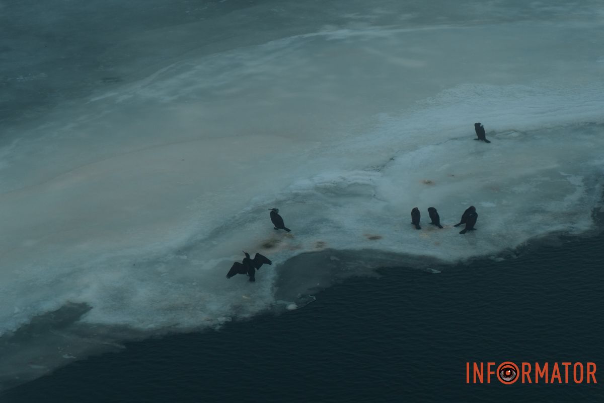 Качки пірнають і спливають