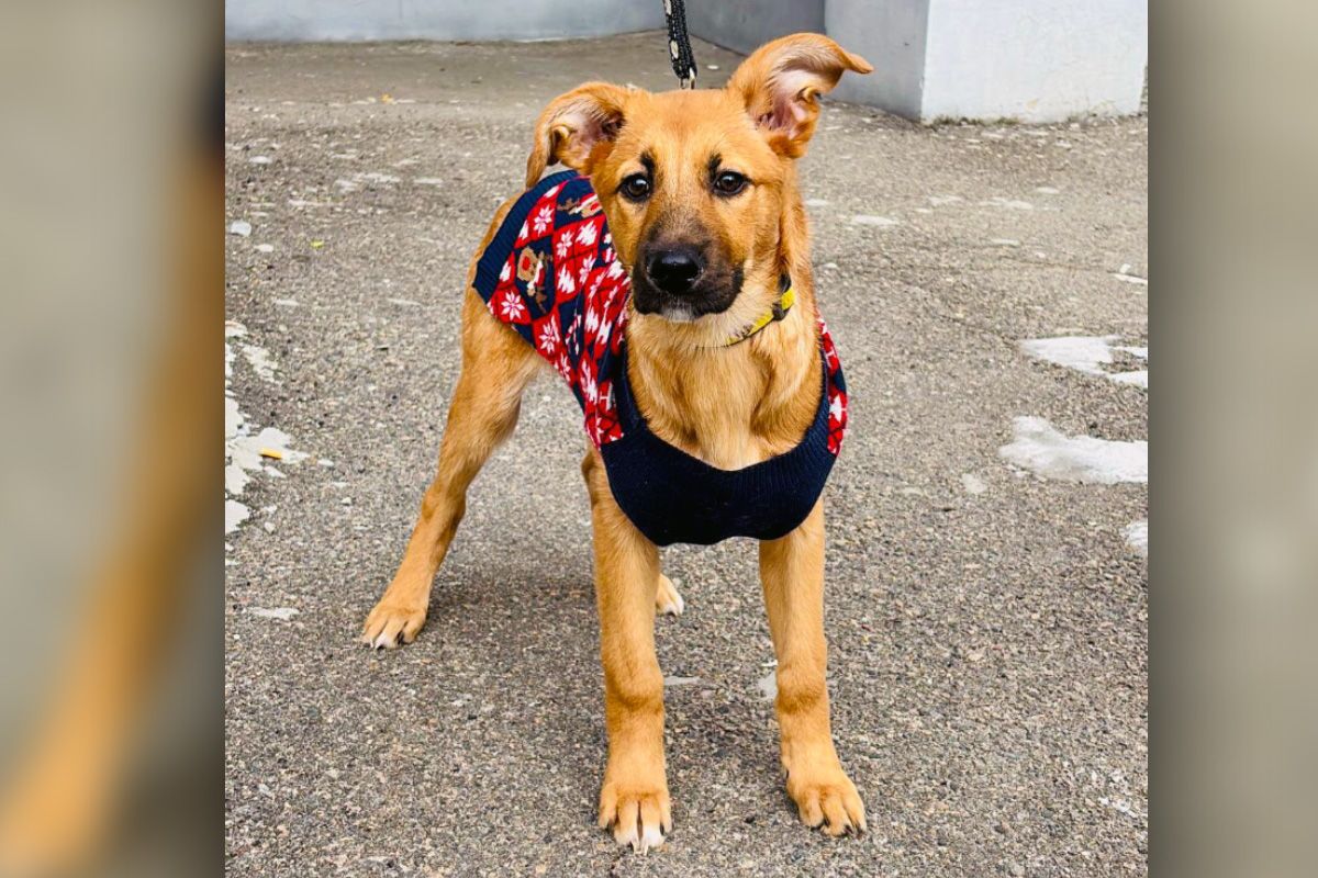 Снежинка Снежинка