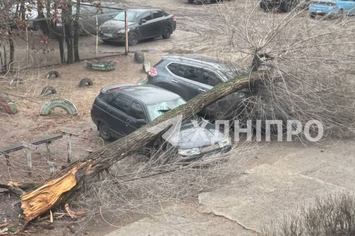 Поваленное дерево в Приднепровске