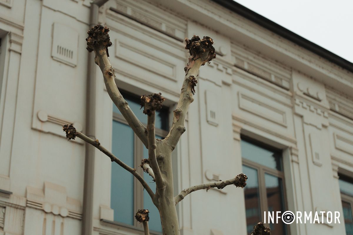 Комунальники працюють планово Навіщо обрізають дерева на Успенській площі у Дніпрі 2