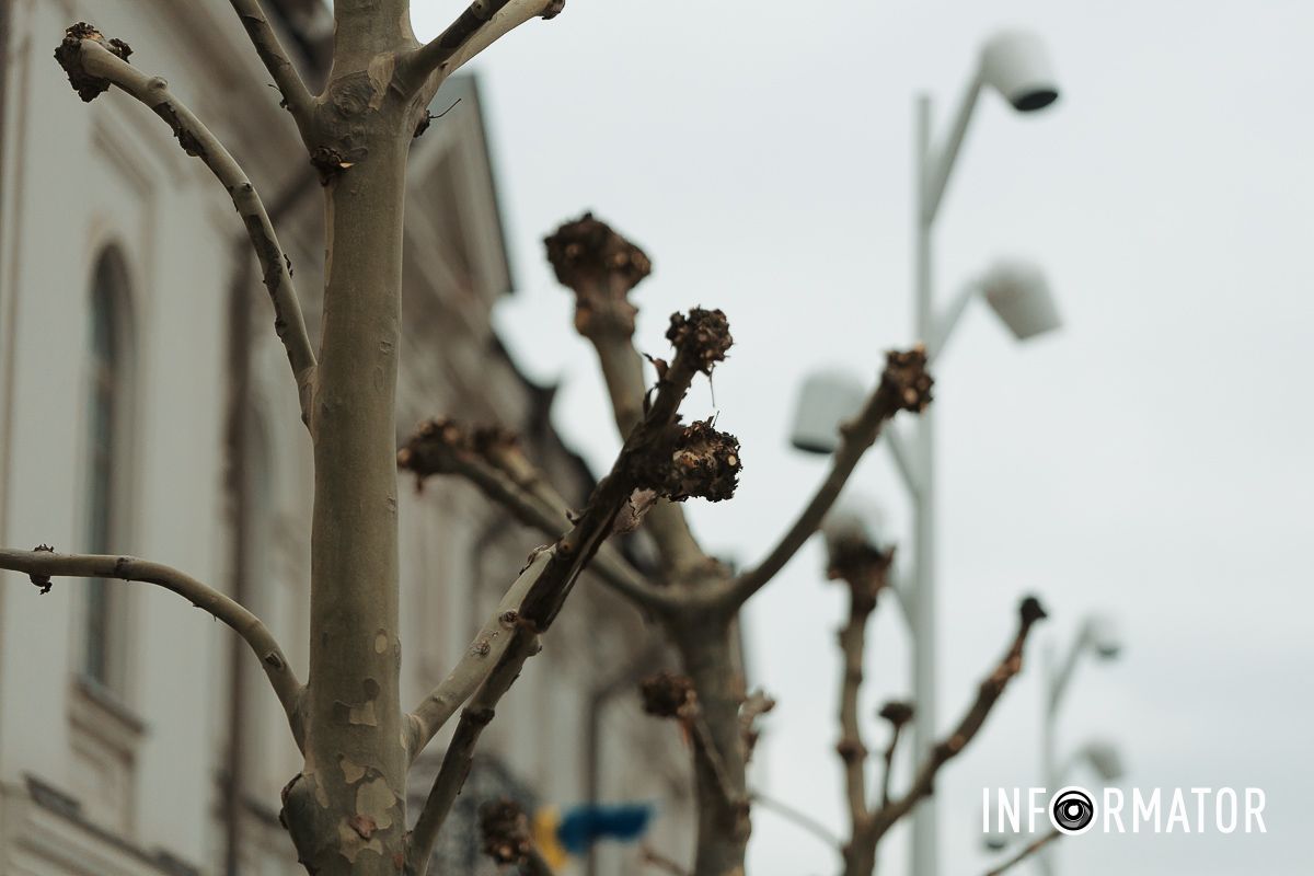 Вони формують правильну і безпечну крону дерев Навіщо обрізають дерева на Успенській площі у Дніпрі 3