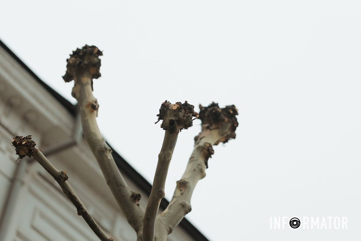 Так зменшують ризик їх обламування під час сильного вітру Навіщо обрізають дерева на Успенській площі у Дніпрі 5