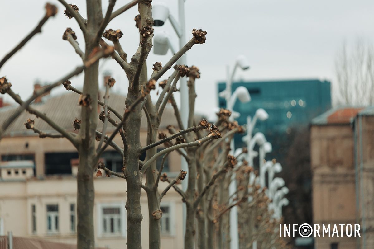Видаляють сухі та пошкоджені гілки Навіщо обрізають дерева на Успенській площі у Дніпрі 9