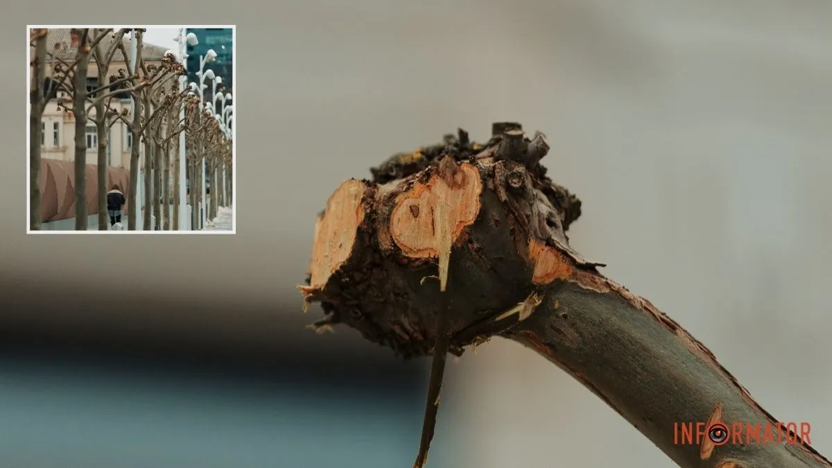 Навіщо обрізають дерева на Успенській площі у Дніпрі